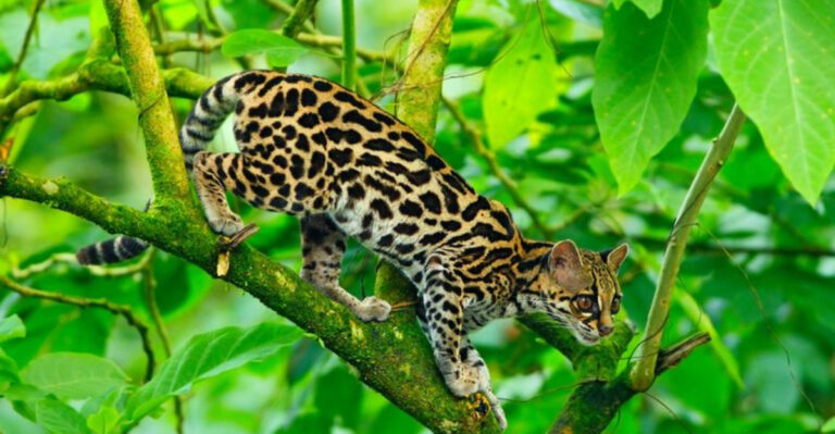 Wild Cat Showdown: Ranking The Stealthiest, Fastest, And Strongest Felines