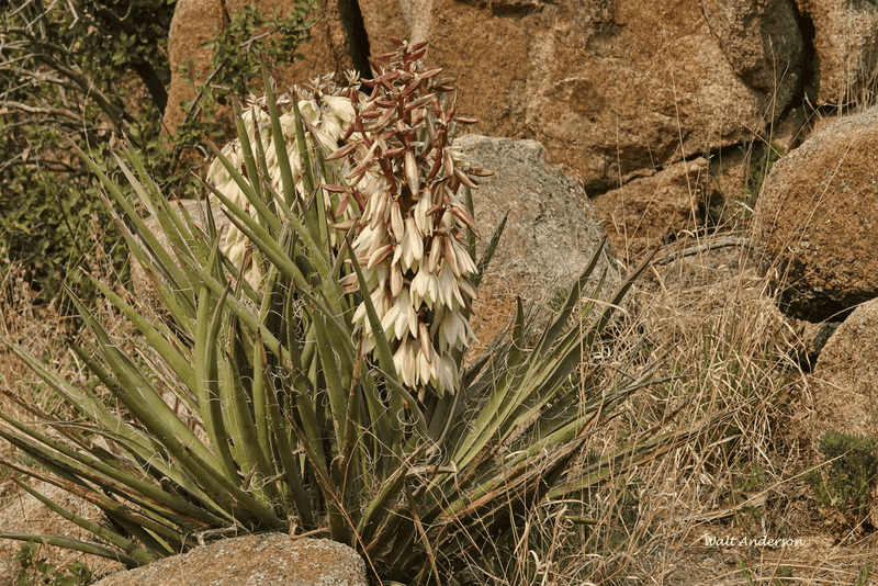 Yucca Plants