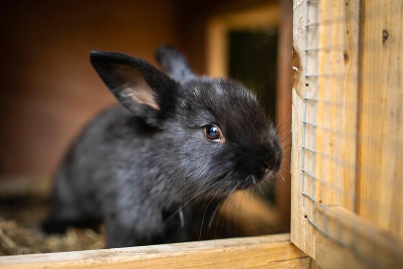 Rabbits: The Homesteader's Fast Food