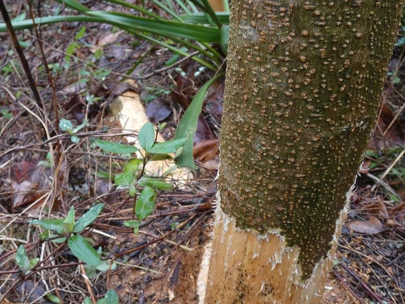 Bark Buffet