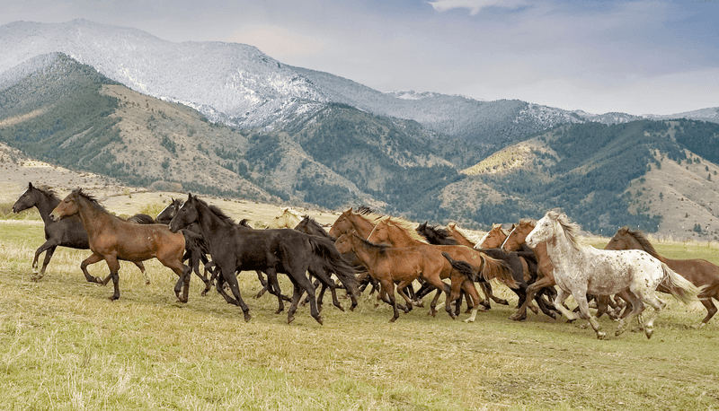The Strength And Resilience Of Wild Horses
