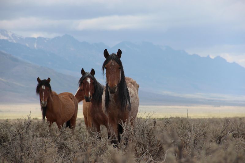 Wild Horses In The Modern Day: A Living Link To The Old West
