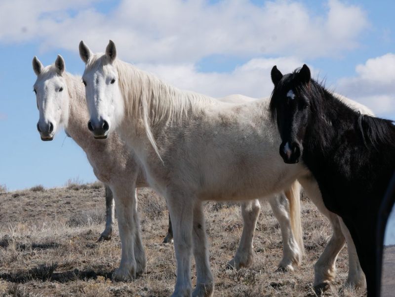 The Struggle To Protect America's Wild Horses