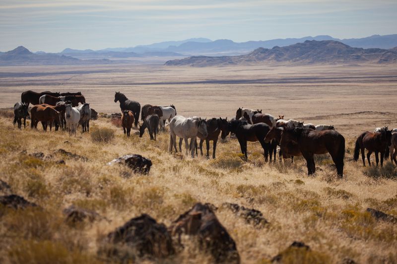 The Role Of Wild Horses In Shaping The Western Landscape