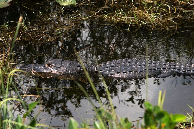 Alligator Alley Adventure