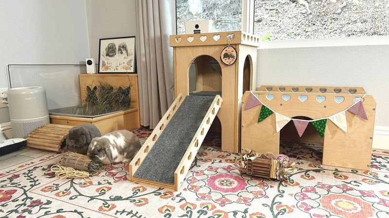 Indoor Rabbits Live Longer
