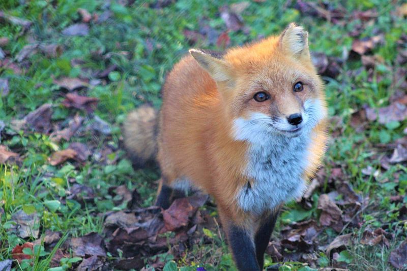 Foxes Denning In Old Post Offices