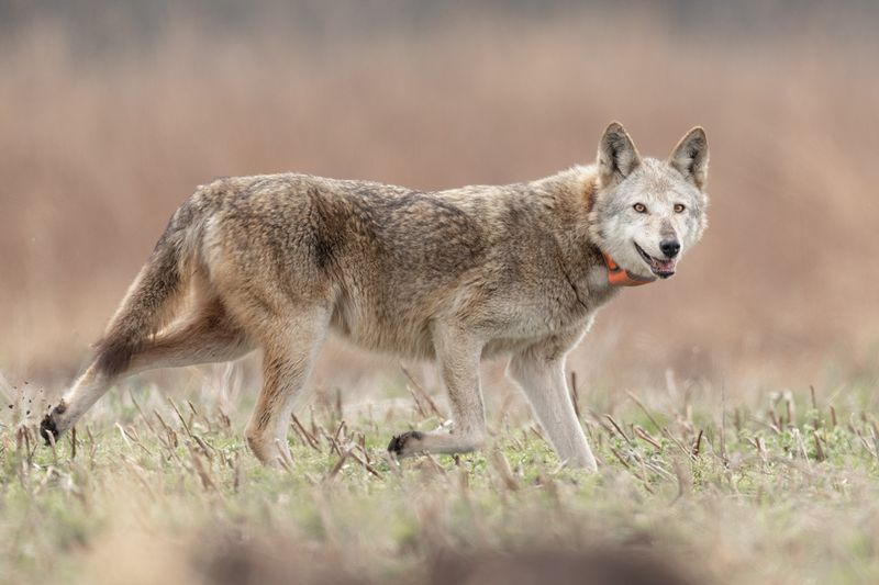 Red Wolves Making A Cautious Return