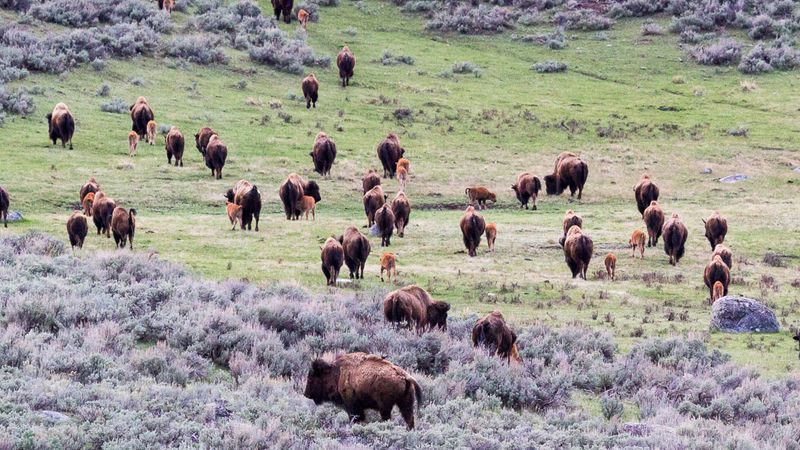 Yellowstone's Success Story