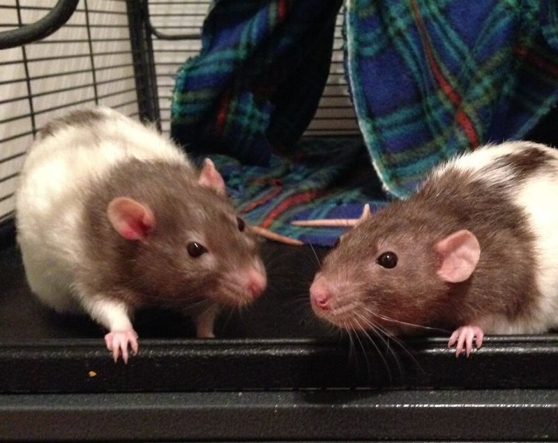 Record-Breaking Rodent Years