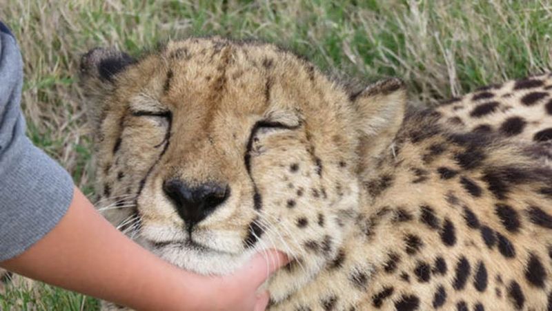 Cheetah