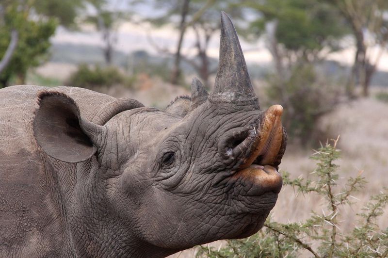 Black Rhinoceros