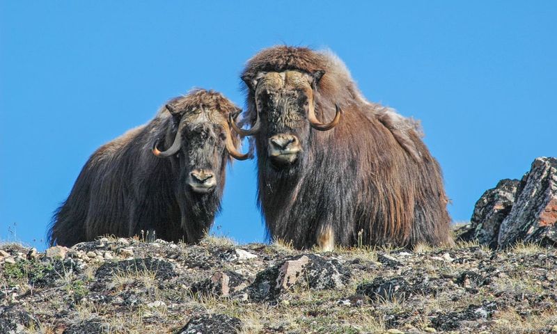 Muskox