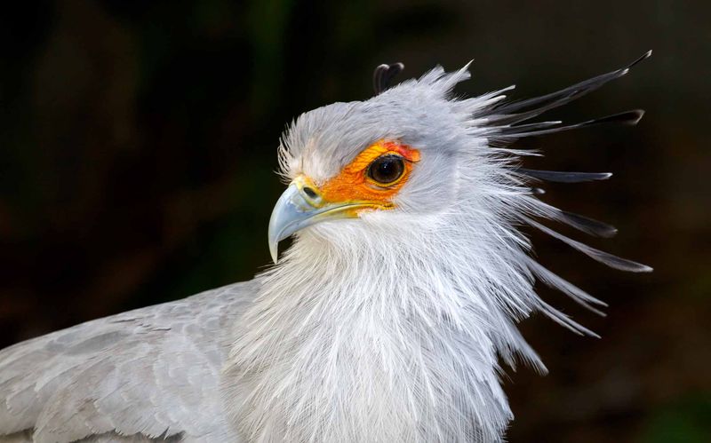 Secretary Birds