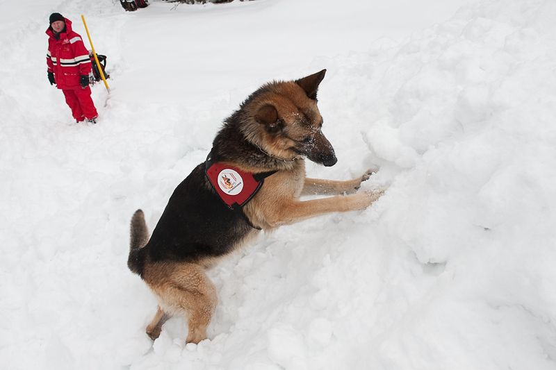 Avalanche Angels: German Shepherds