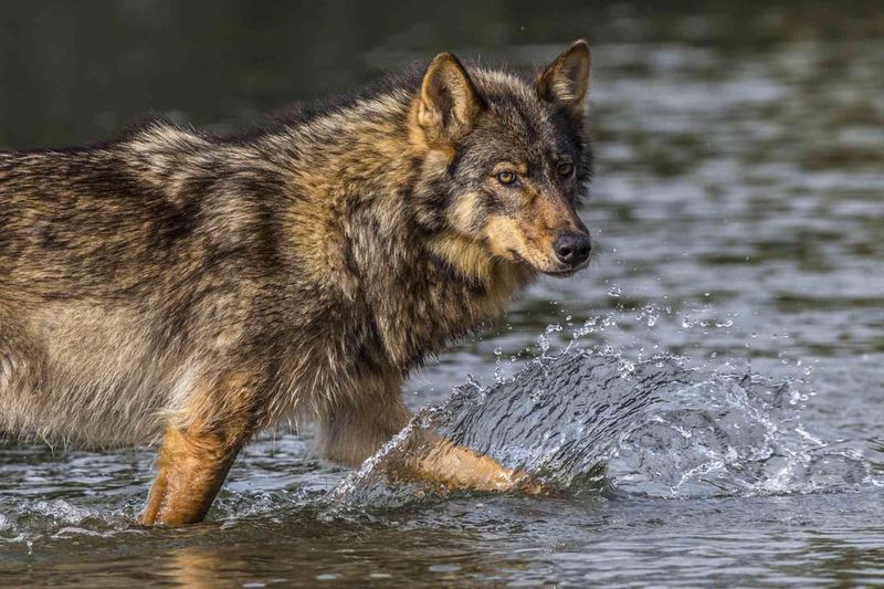 Island Innovator: Vancouver Island Wolf