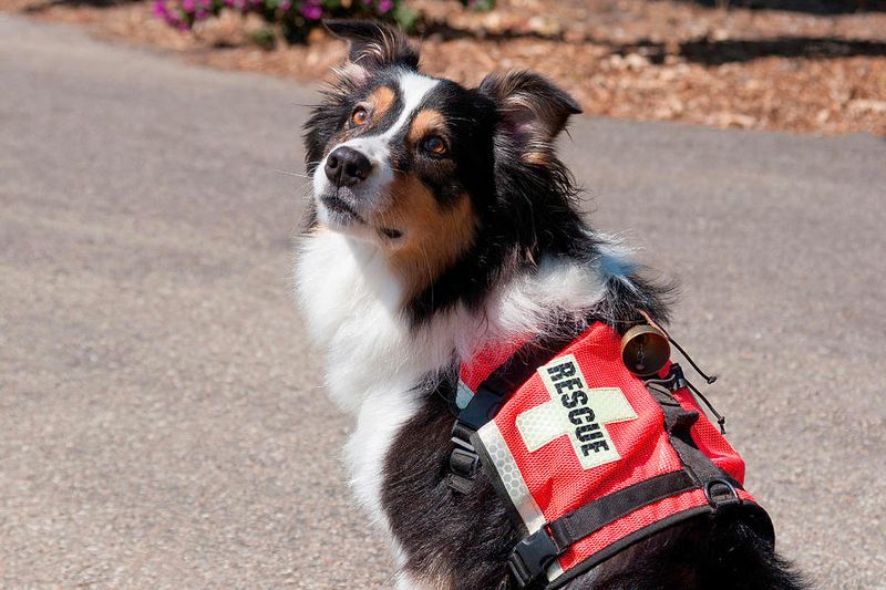 Canyon Climbers: Australian Shepherds