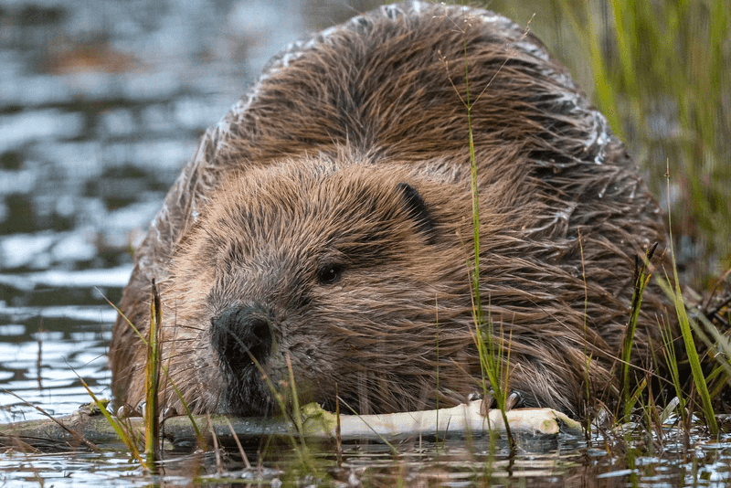 Fish Population Boosters