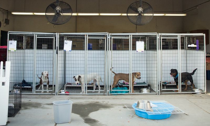 Boarding Facilities Reach Full Capacity