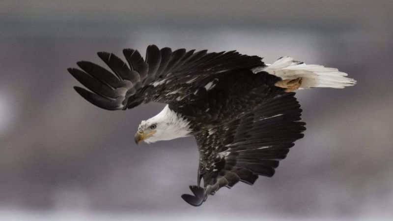 Protections Weakened, Species Pay The Price