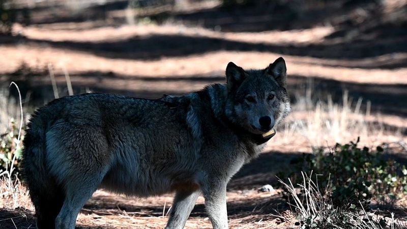Supervisors Demand Swift State-Level Action