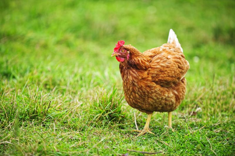 Rhode Island Red: Farmyard Celebrity