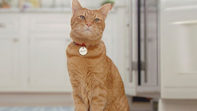 Morris: The Shelter Cat Who Changed Adoption Forever