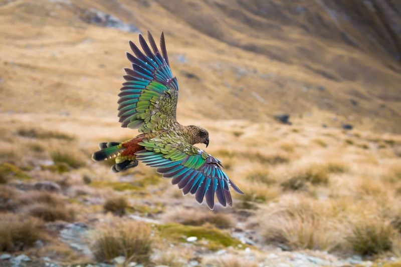Kea