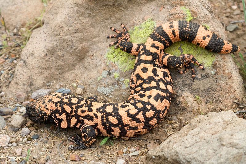 Gila Monsters – Venomous Beauties With Ancient Roots