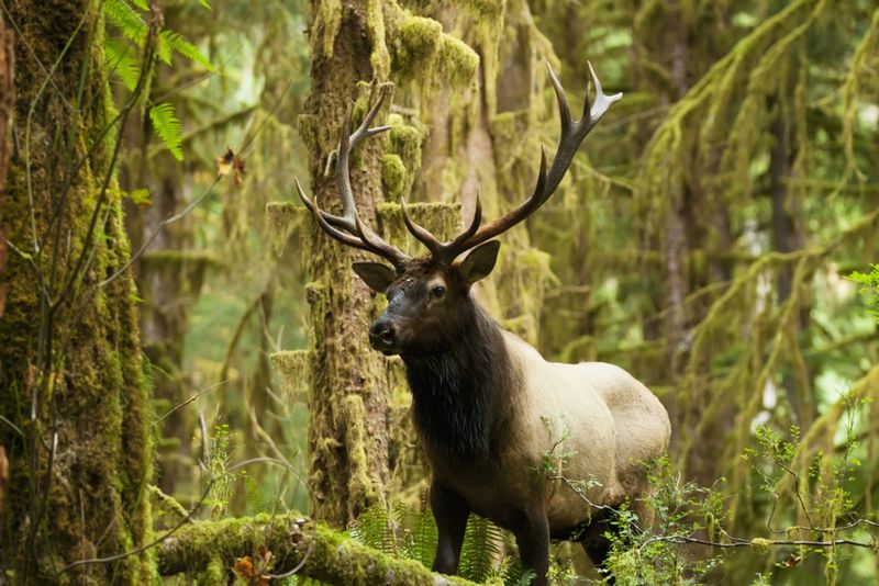 Olympic National Park, Washington