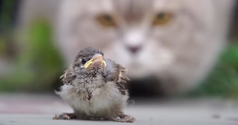Outdoor Cats On The Prowl