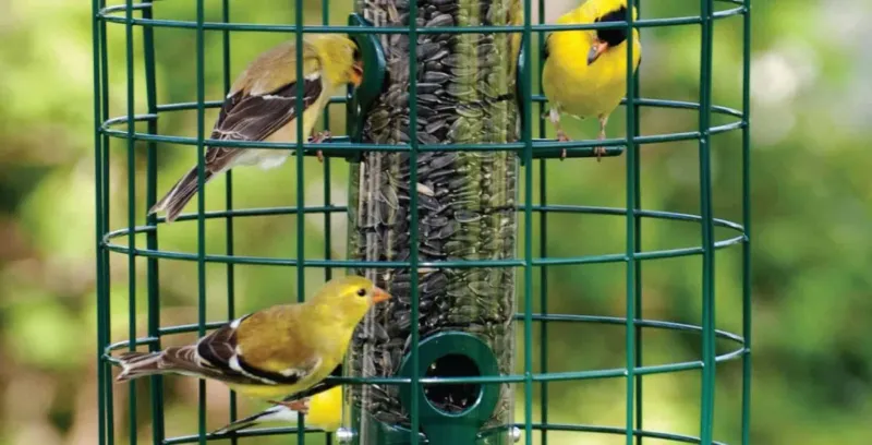 Squirrel-Proof Feeders: Clever Bird-Only Designs