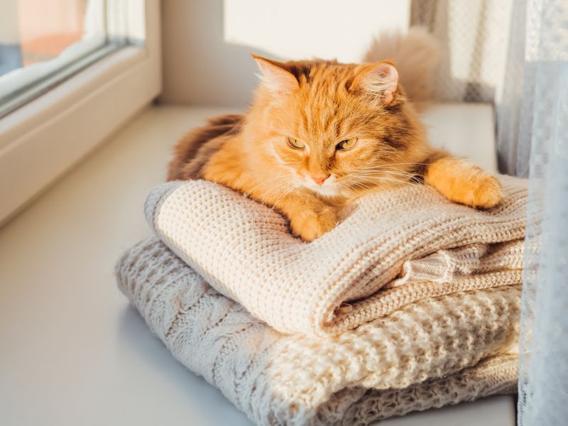 Comforting Scents Help Them Feel Secure