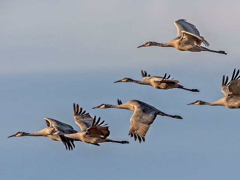 Flock Formations Facilitate Snoozing