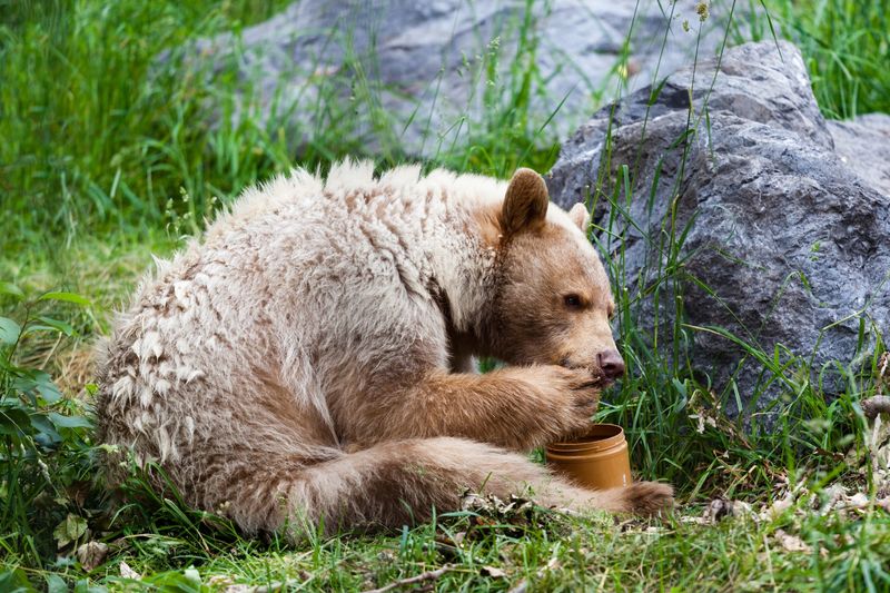 Persistent Predators: Bears