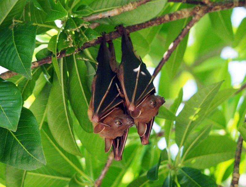 Nighttime Navigators: Little Brown Bats