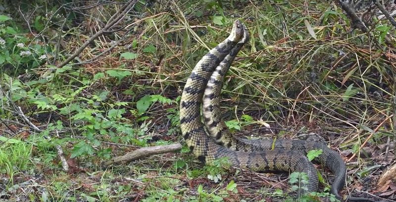 Fascinating Mating Rituals