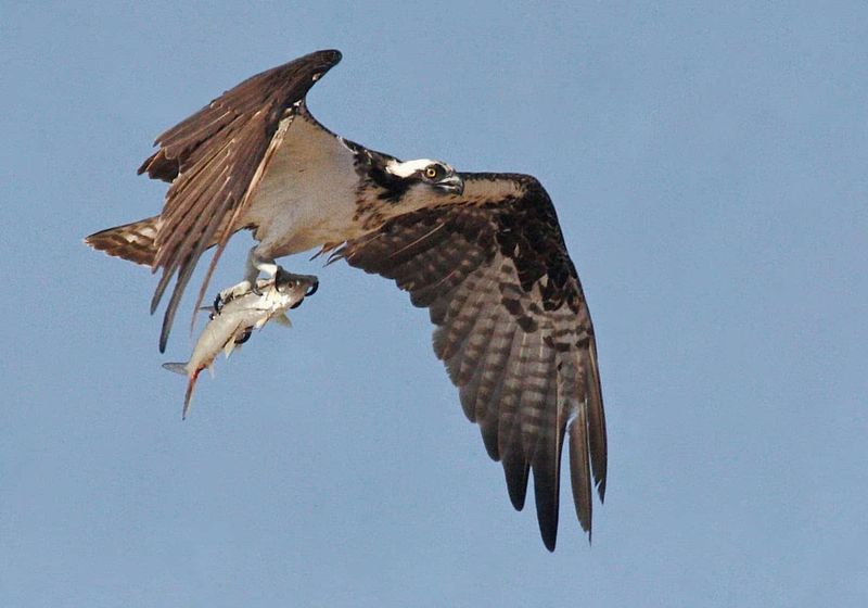 Coastal Birds Ride Seasonal Fish Migrations