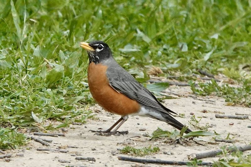 Robins Stay In Some Areas Year-Round