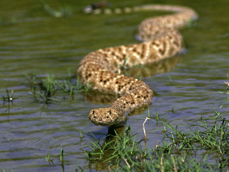 Surprising Swimming Skills