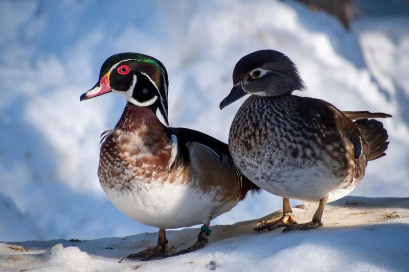 Four-Season Residents