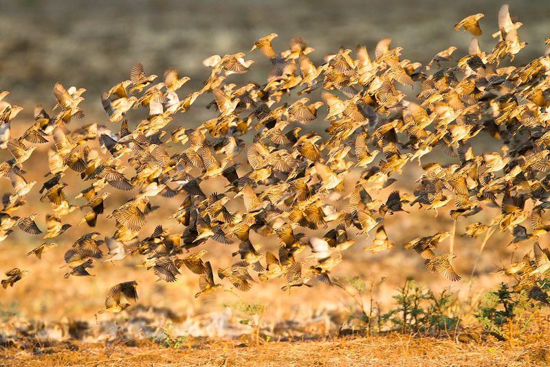 Birds Avoided Only A Fraction Of The Heat