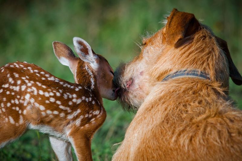 Dog Behavior Expertise