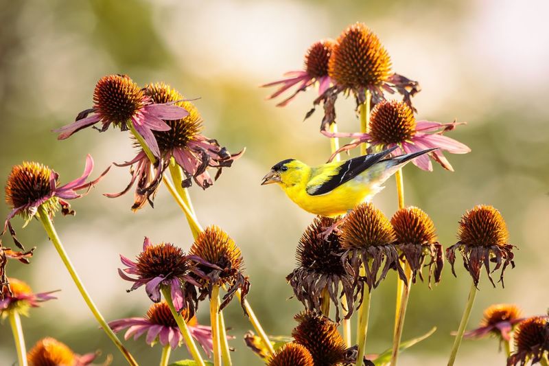 Asters: Autumn Seed Buffet