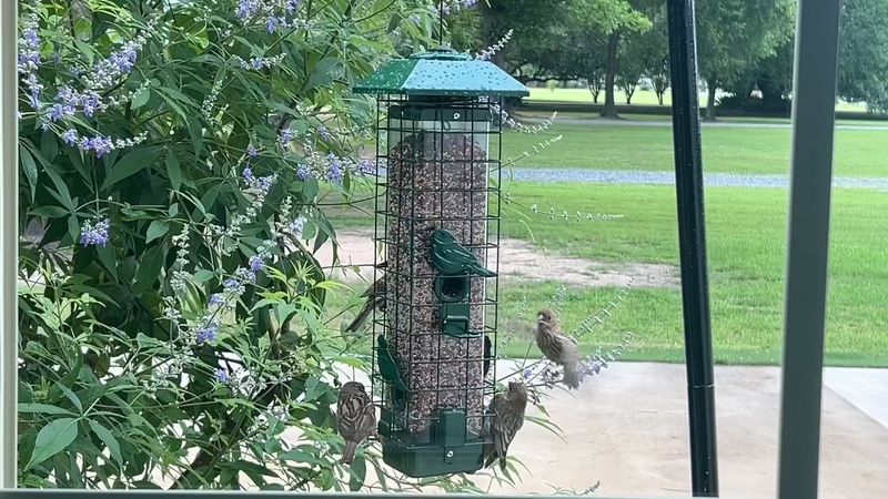 The Squirrel Buster Series