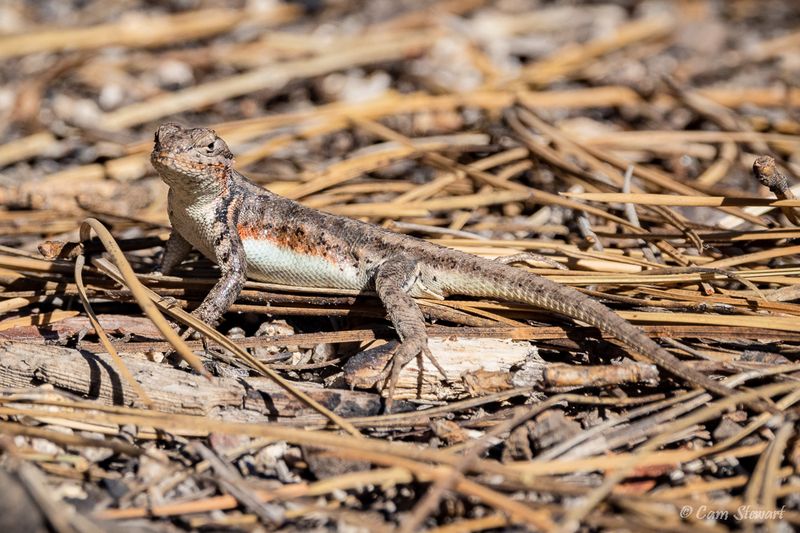 Wyoming – Sagebrush Lizard