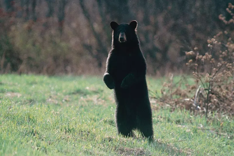 Maine: Northeastern Bear Haven