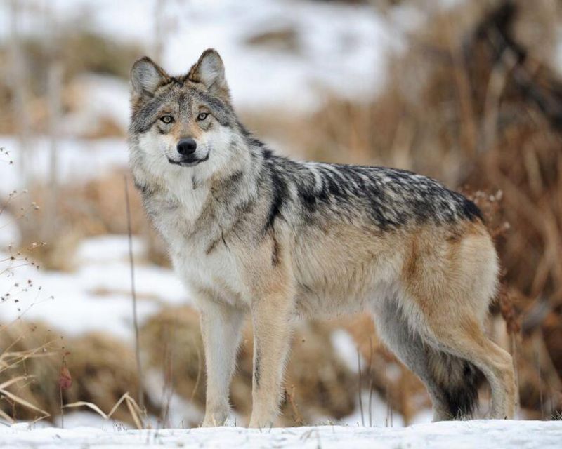 New Mexico's Mexican Wolf Haven