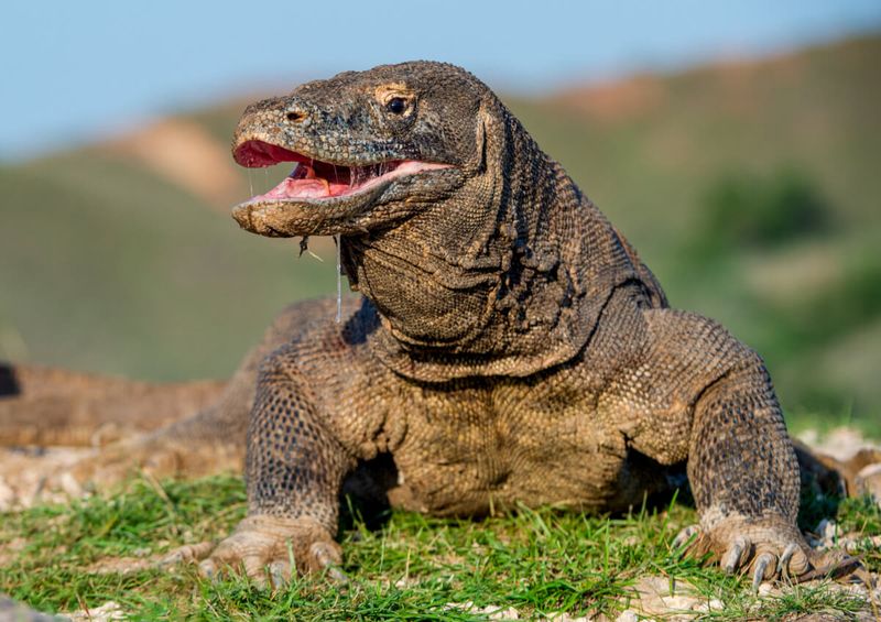 Komodo Dragon – Venomous Tracking Predator