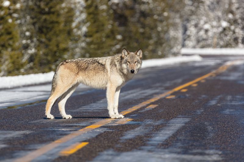 Managing Human-Wolf Interaction